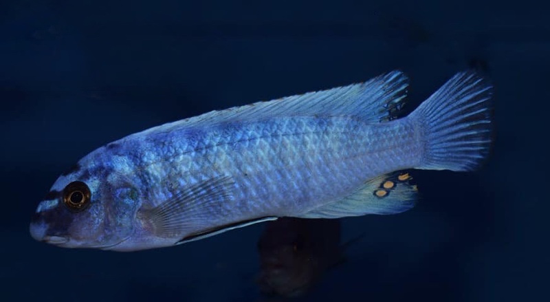 Labeotropheus trewavasae 'Nakantenga Island'